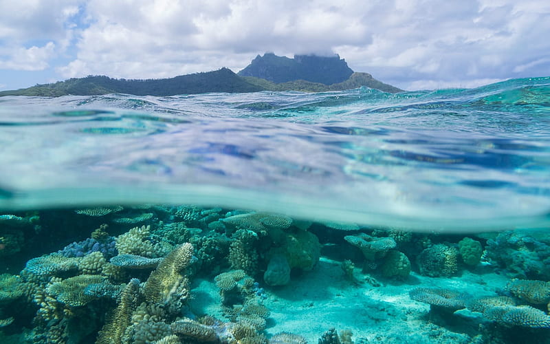 Bora Bora, coral, tropical island, ocean, underwater, wave, French Polynesia, Leeward Islands, HD wallpaper
