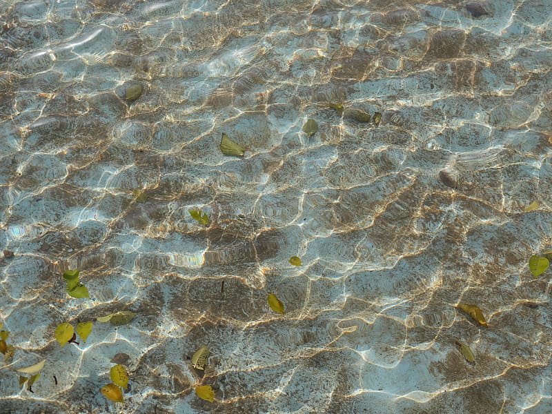 bottom, glare, sea, water, leaves, HD wallpaper