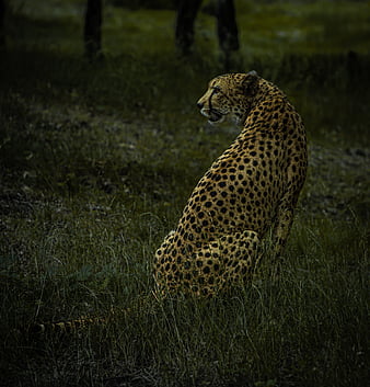 Animal Cheetah HD Wallpaper