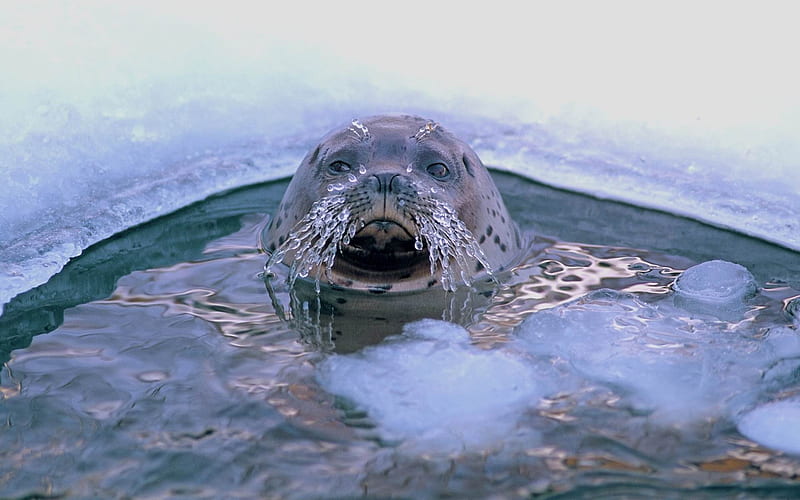 seal hole mustache ice sea-wild animals, HD wallpaper