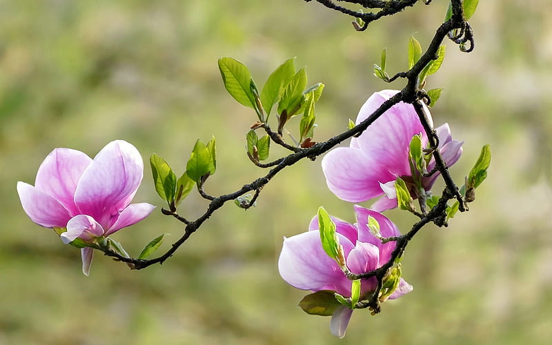 Pink magnolia, flower, flowering, bonito, branch, pink, magnolia, greenery, spring, tree, leaves, HD wallpaper