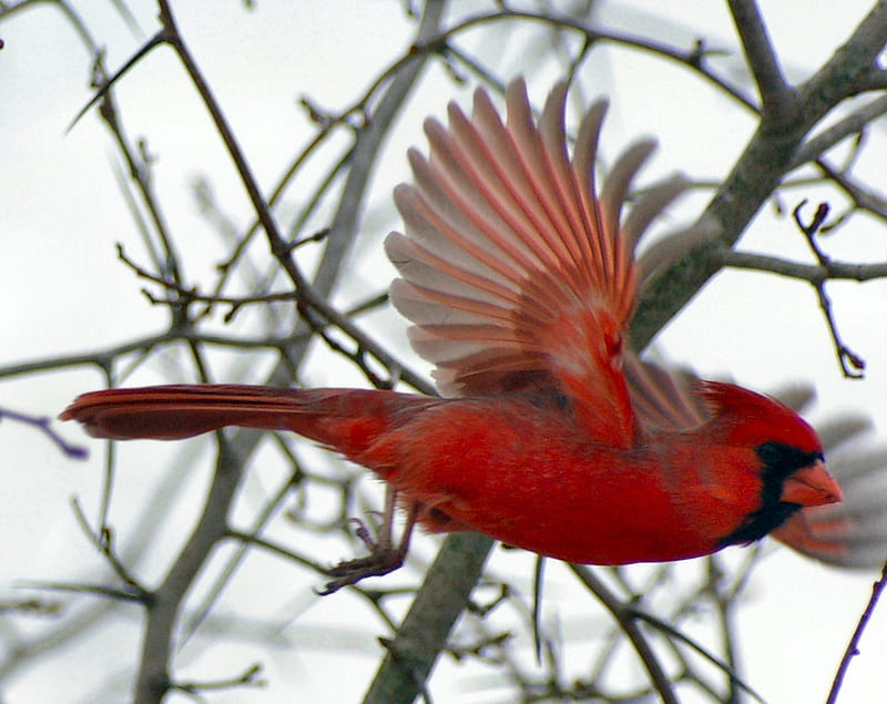 flight, red, wings, bird, cardinal, HD wallpaper
