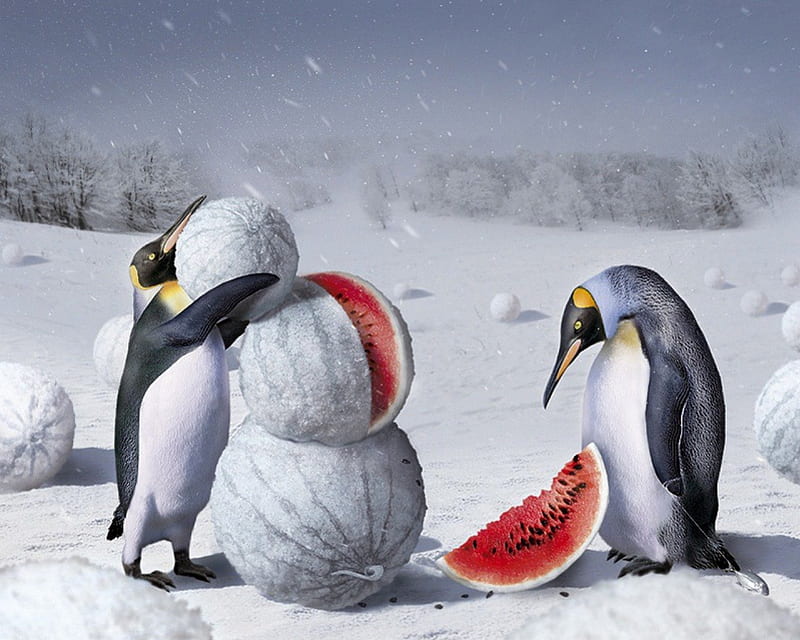 Funny Penguins, holidays, snow, watermelon, ice, funny, creative, penguins,  HD wallpaper | Peakpx