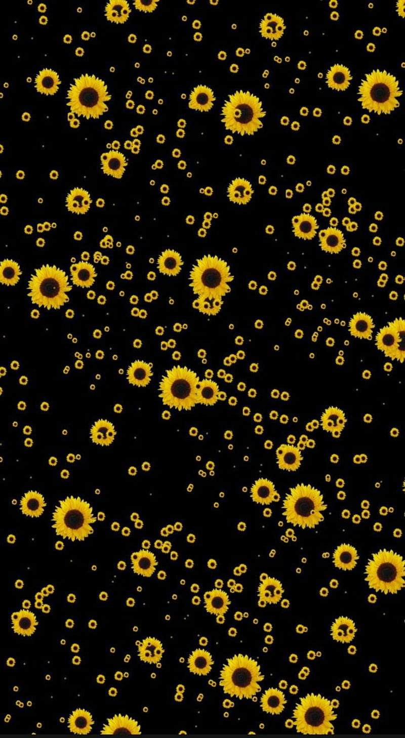 Sunflower Wallpaper 4K, Black background, Rain droplets, #1257