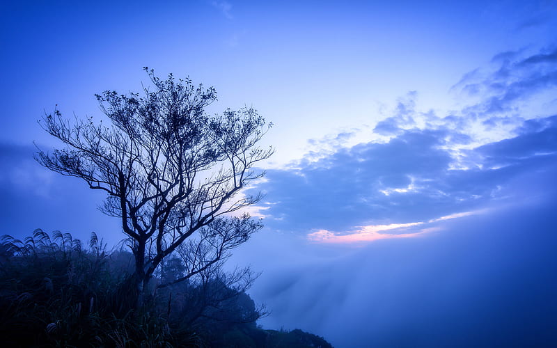 Jungle mountain foggy dry tree dawn scenery, HD wallpaper