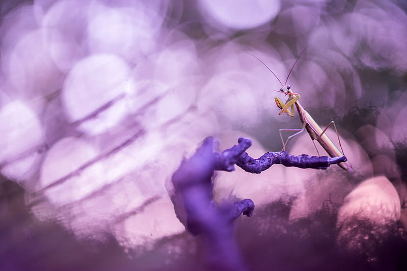Insects, Praying Mantis, HD wallpaper