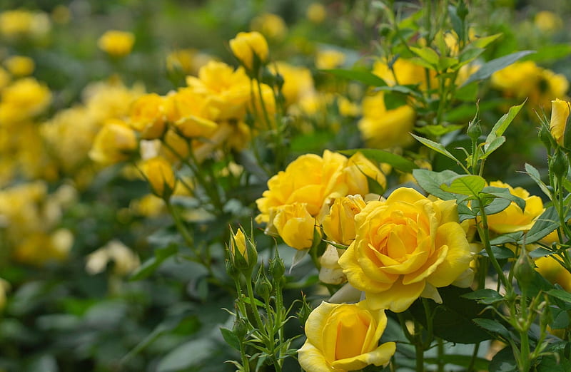 720P free download | Yellow roses, amazing, garden, yellow, rose, HD