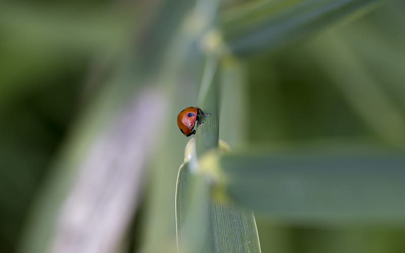 A Lady Bug's Home, graphy, grass, macro, blade of, garden, animals, insects, HD wallpaper