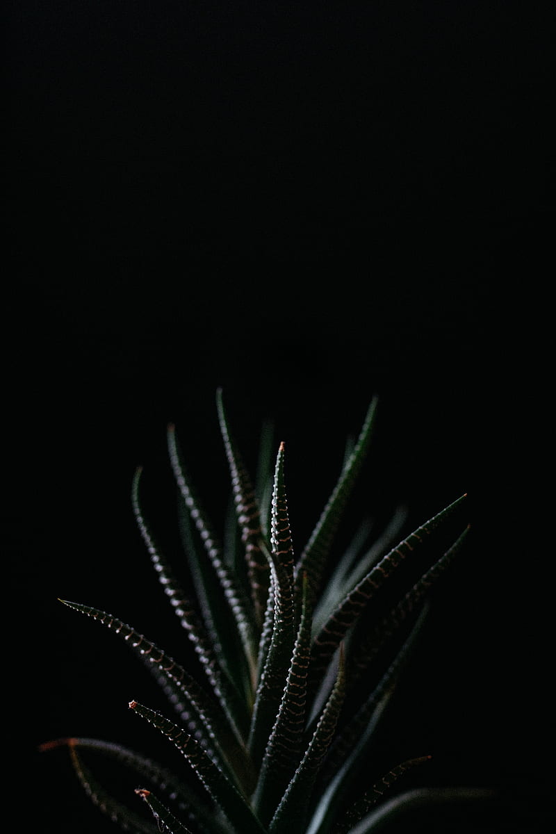 Haworthia, succulent, plant, leaves, dark, HD phone wallpaper | Peakpx