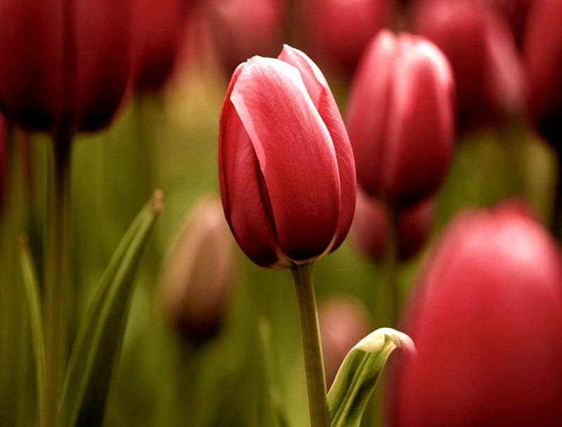 Tulips field, red, pretty, bonito, spring, leaves, flowers, garden, nature, field, tulip, meadow, HD wallpaper