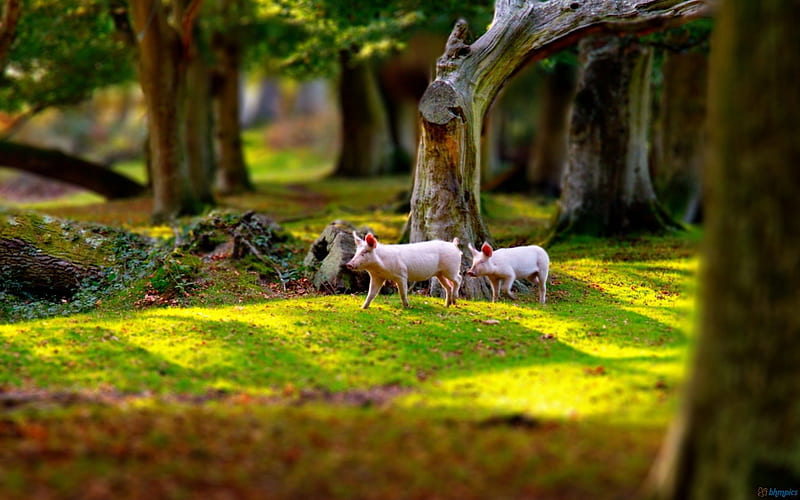 Pigs in a Grassy Field, pigs, grass, fields, hogs, animals, HD wallpaper