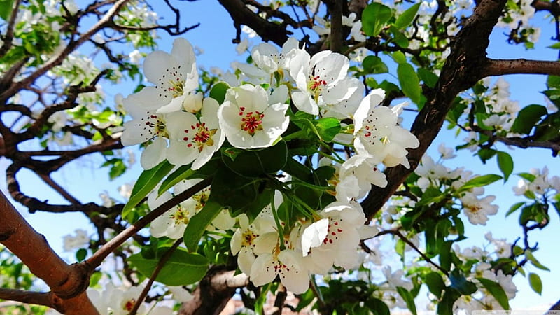 Pear Blossoms, flowers, nature, white blossoms, HD wallpaper