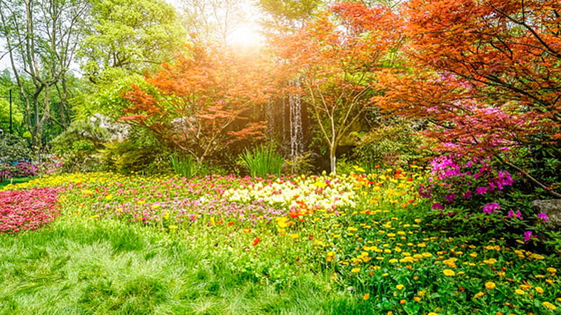 Beautiful Colorful Flowers Greenery Nature Sunlight Background Green, HD wallpaper