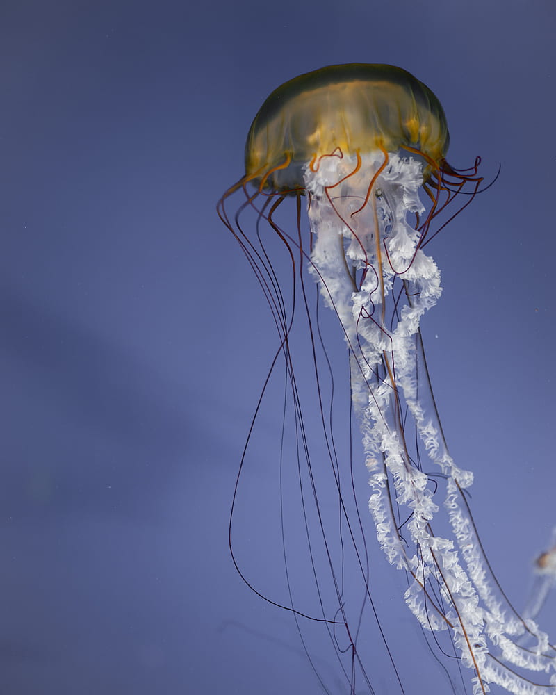 jellyfish, tentacles, creature, underwater, sea, HD phone wallpaper