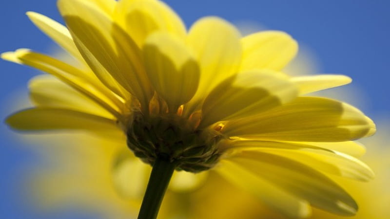 Yellow Daisy, flower, yellow, nature, petals, sky, stem, blue, HD wallpaper