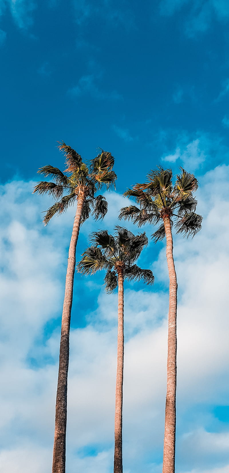 palm trees, sky, clouds, tropics, trees, HD phone wallpaper