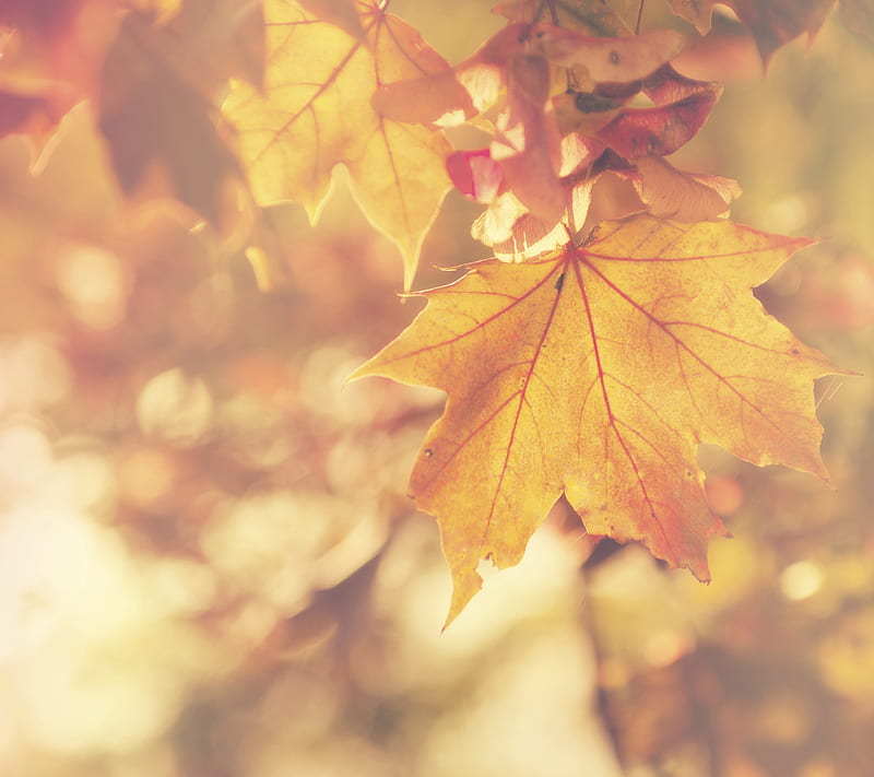 Maple Leaves, maple, spring, lights, tree, leaves, bokeh, green, summer,  Firefox Persona theme, HD wallpaper | Peakpx