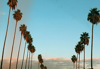 palm tree tumblr background