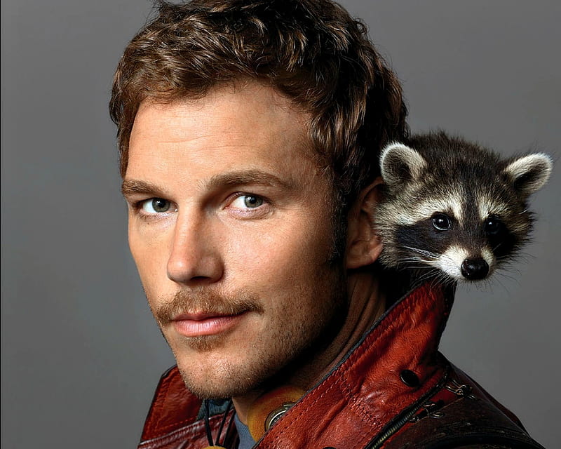 Chris Pratt, face, man, raccoon, actor, HD wallpaper