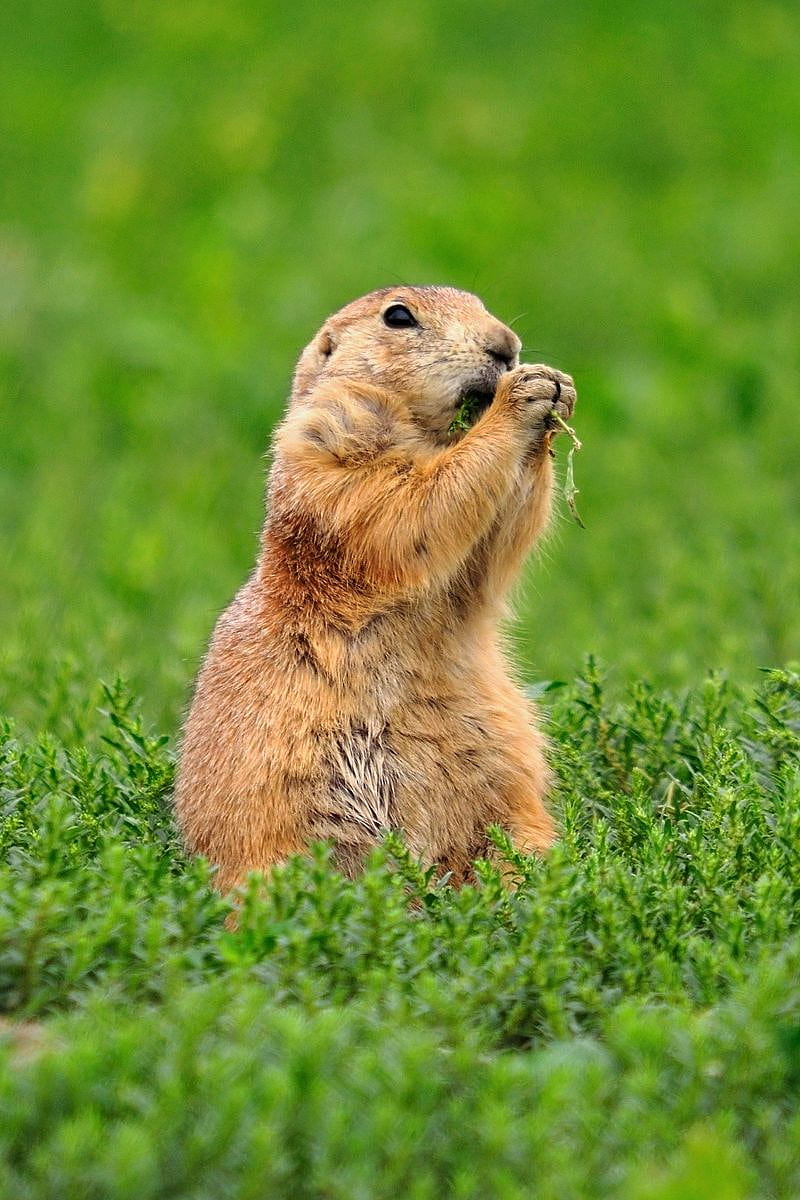 Gopher, Grass, Food, Animal Iphone 4s 4 For Parallax Background, HD phone wallpaper