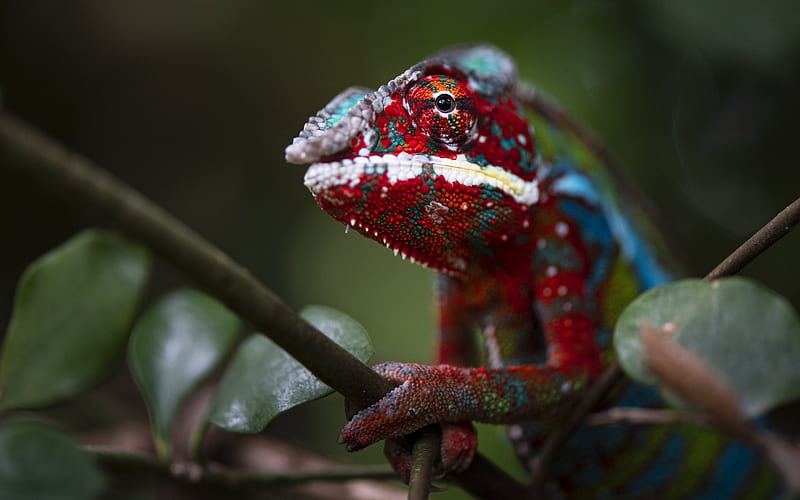 chameleon, reptiles, red chameleon, lizard on a branch, green leaves, HD wallpaper