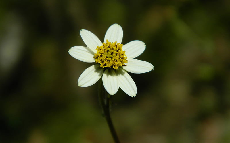 White beautiful-Flowers, HD wallpaper