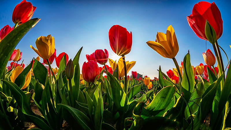 Tulips, Yellow, Stems, Spring, Glade, Red, HD wallpaper