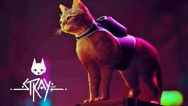 Stray: Release date, gameplay, trailers, PS Plus, platforms, HD wallpaper