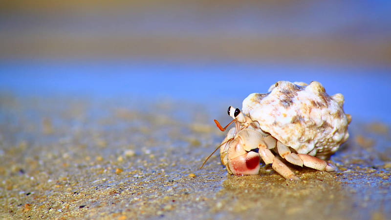 Hermit Crab, HD wallpaper