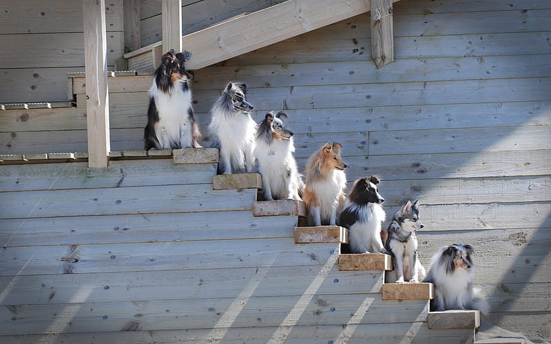 dogs, Border Collie, Shetland Sheepdog, alaskan klee kai, different breeds of dogs, husky, cute animals, pets, Sheltie, HD wallpaper
