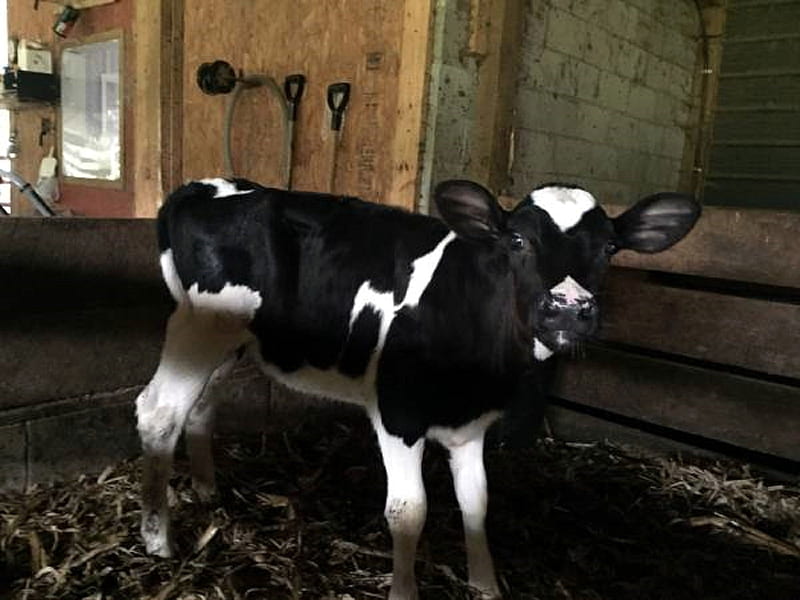Weaned Holstein Heifer, Cattle, Kentucky, Rural, Animals, HD wallpaper