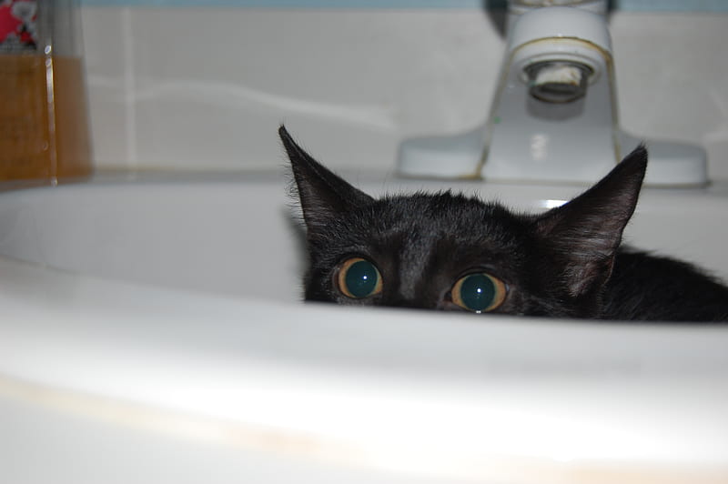 Kitty in Bathroom Sink, sink, black, adorable, cat, sneaky, cute, bathroom, kitten, white, HD wallpaper