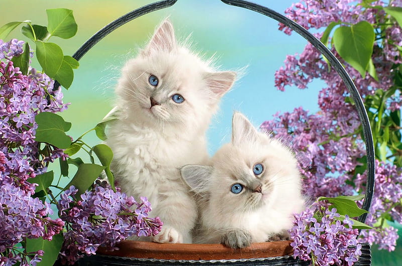 Cute Cats, lilac, cat, animal, cute, purple, basket, flower, blue eyes, white, HD wallpaper