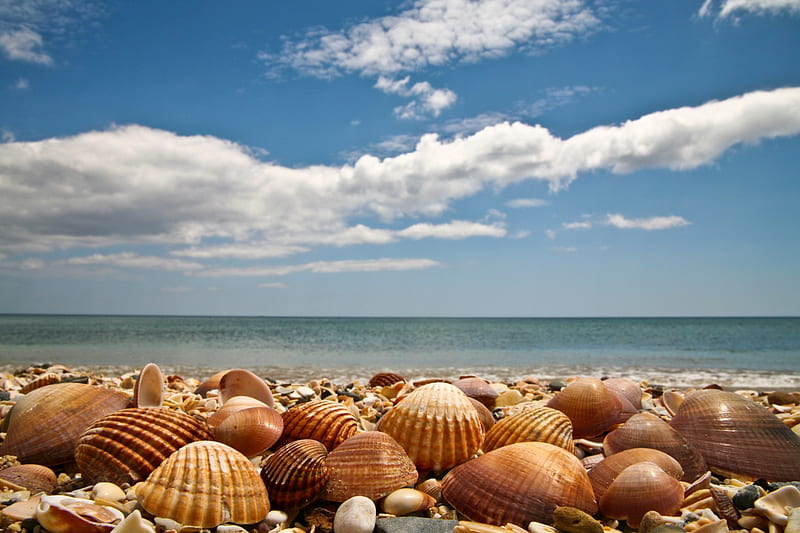 Beautiful Beach Seashells, Oceans, Nature, Sea, Beaches, Clouds, Seashells, Shells, HD wallpaper