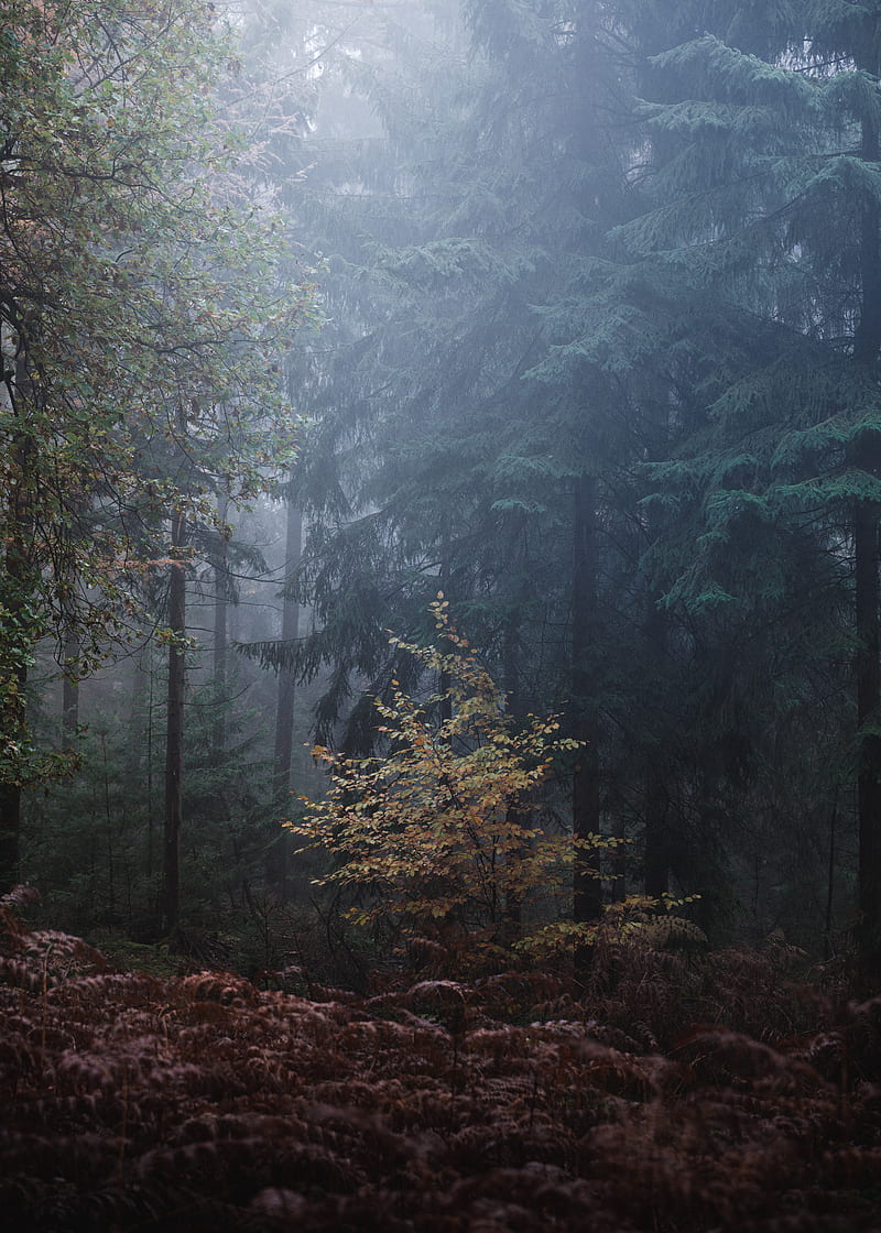 forest, trees, fog, leaves, gloomy, HD phone wallpaper