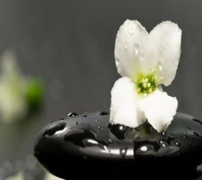 Beautiful Flower, balance, flower, nature, new, rocks zen, HD wallpaper