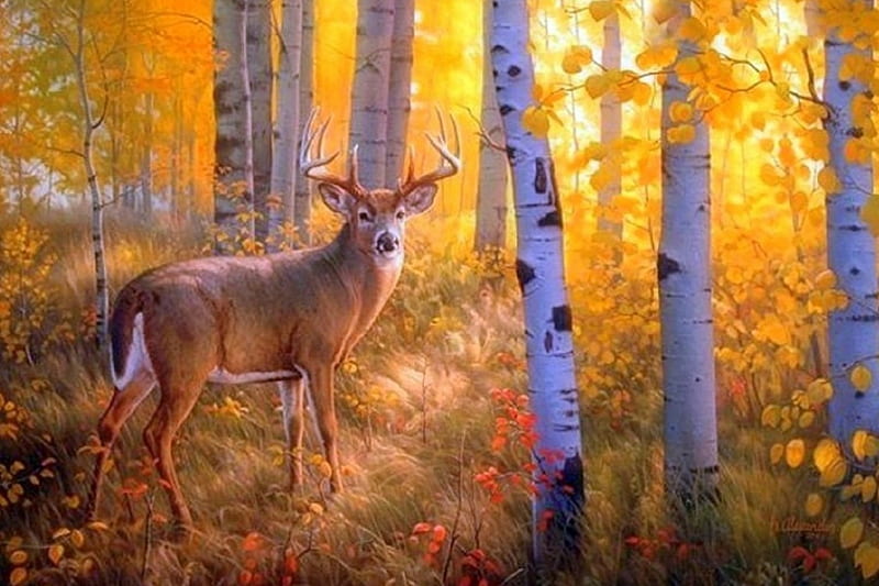 Deer in Autumn, whitetail deer, fall, draw and paint, autumn, colors, love four seasons, autumn beauty, attractions in dreams, trees, deer, leaves, paintings, nature, forests, animals, HD wallpaper