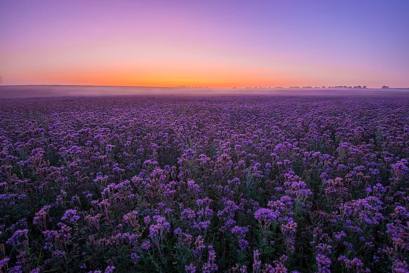 Paisaje, flores, puesta de sol, cielo, verano, flor, campo, flor morada,  Fondo de pantalla HD | Peakpx