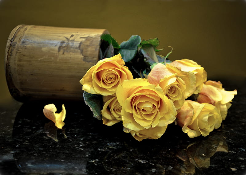 Still life, rose, bloom, yellow, bonito, old, graphy, leaves, nice ...