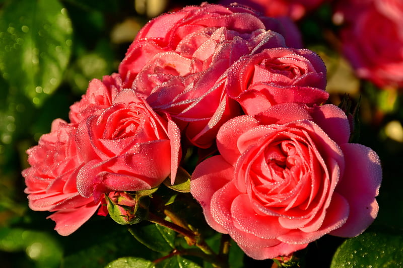 Wet roses, roses, wet, garden, bonito, drops, scent, fragrance, HD wallpaper