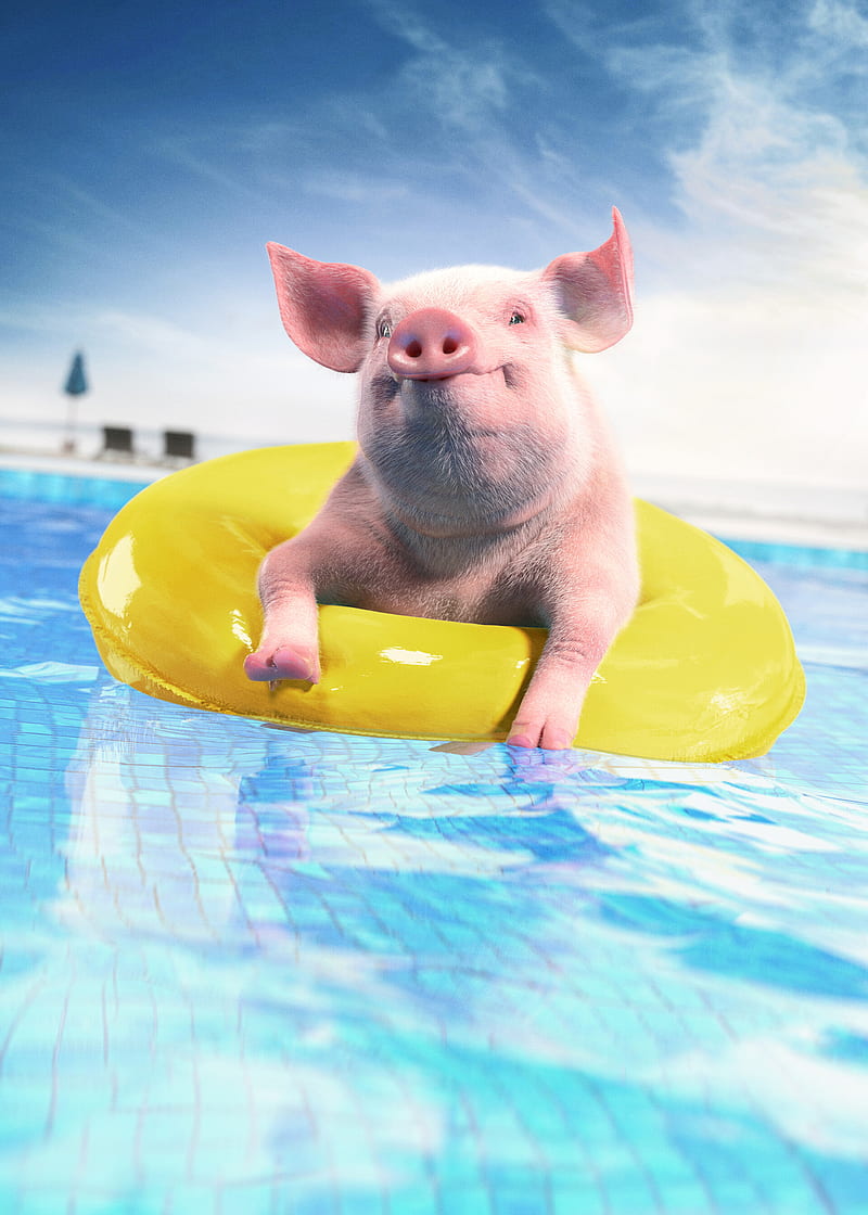 pig, rubber ring, funny, animal, pool, HD phone wallpaper