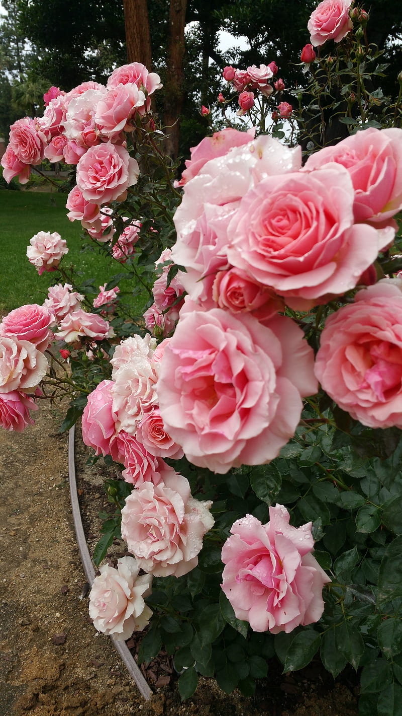Pink rose path, bouquet, flowers, garden, roses, HD phone wallpaper