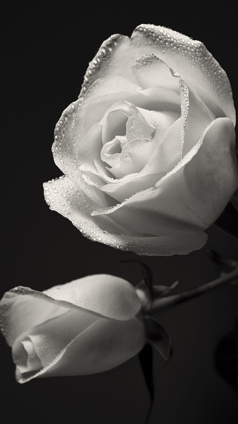 Rosas blancas, negras, flores, corazón, amor, amor, rosa, Fondo de pantalla  de teléfono HD | Peakpx