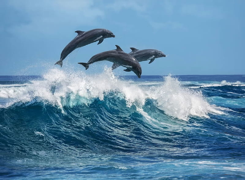 Dolphins, Mammals, Cetaceans, Marine Animals, HD wallpaper