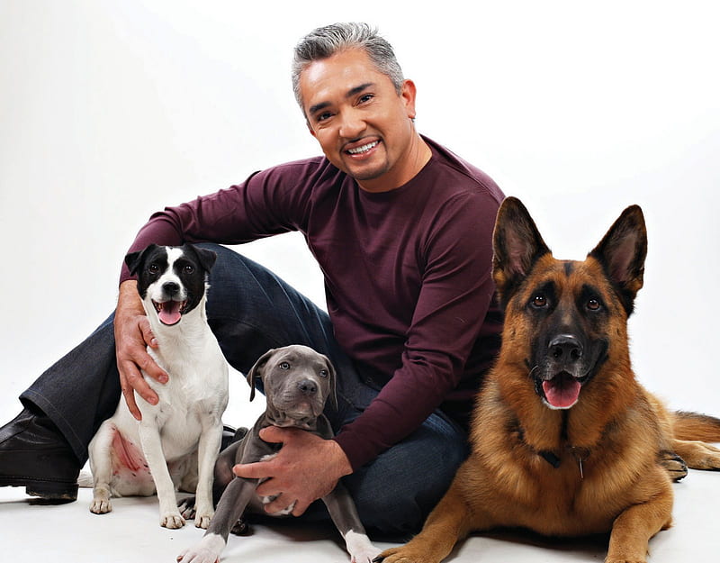 Cesar and dogs!, cesar and dogs, tv show, cesar, cesar si cainii, black, white, dogs, HD wallpaper