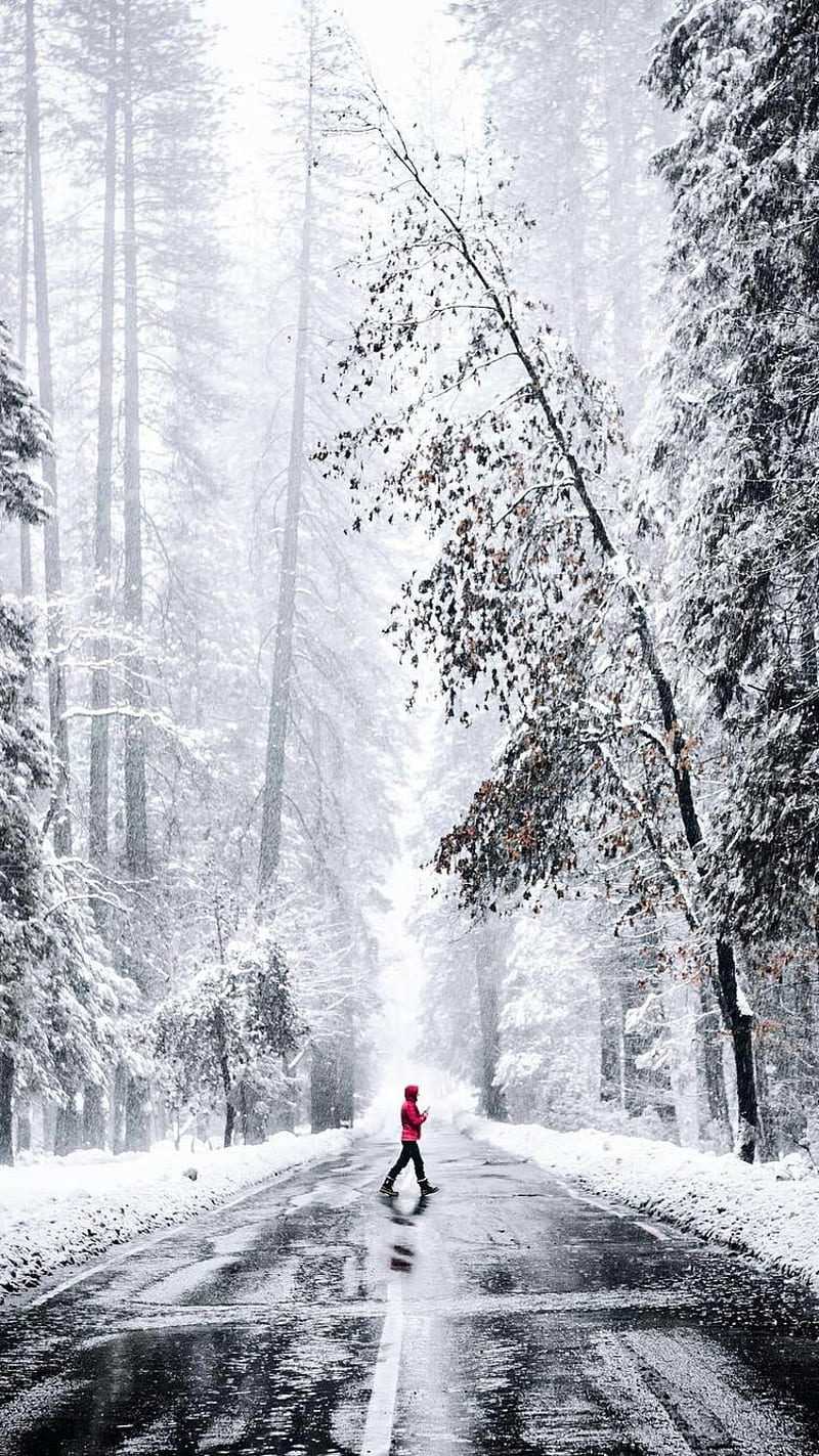 Winter, cold, fog, forest, man, nature, road, snow, trees, HD phone wallpaper