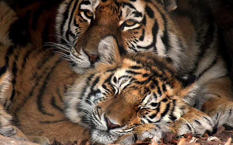 sleeping baby tiger wallpaper