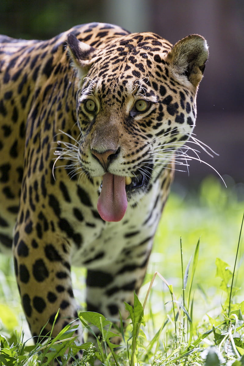 leopard, protruding tongue, glance, predator, wildlife, HD phone wallpaper