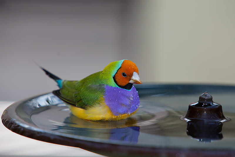 Gouldian finch bathing., bath, water, bird, finch, HD wallpaper