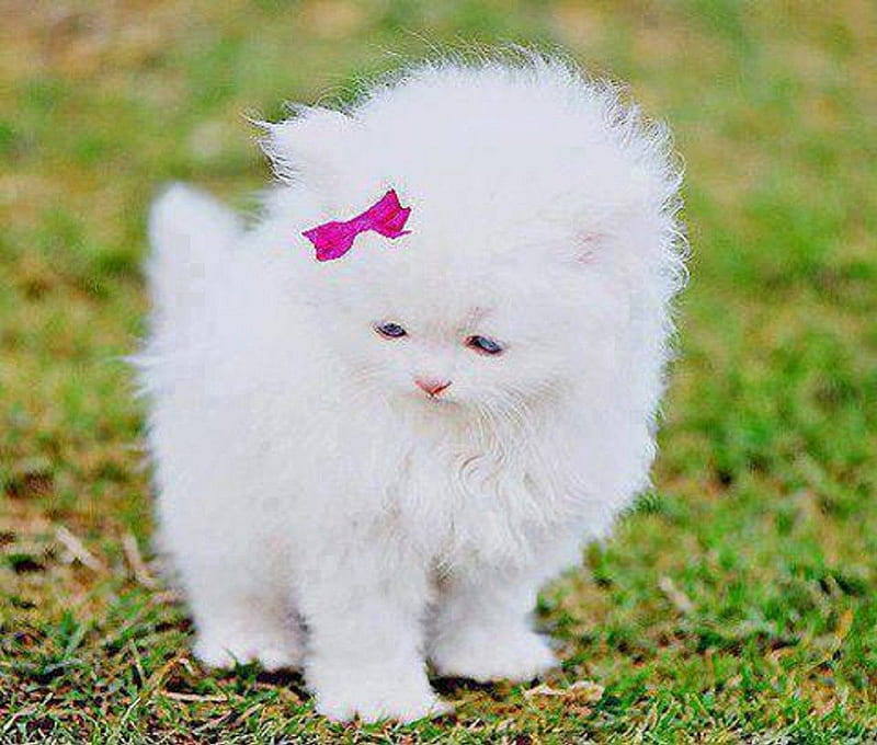 white fluffy kitten wallpaper